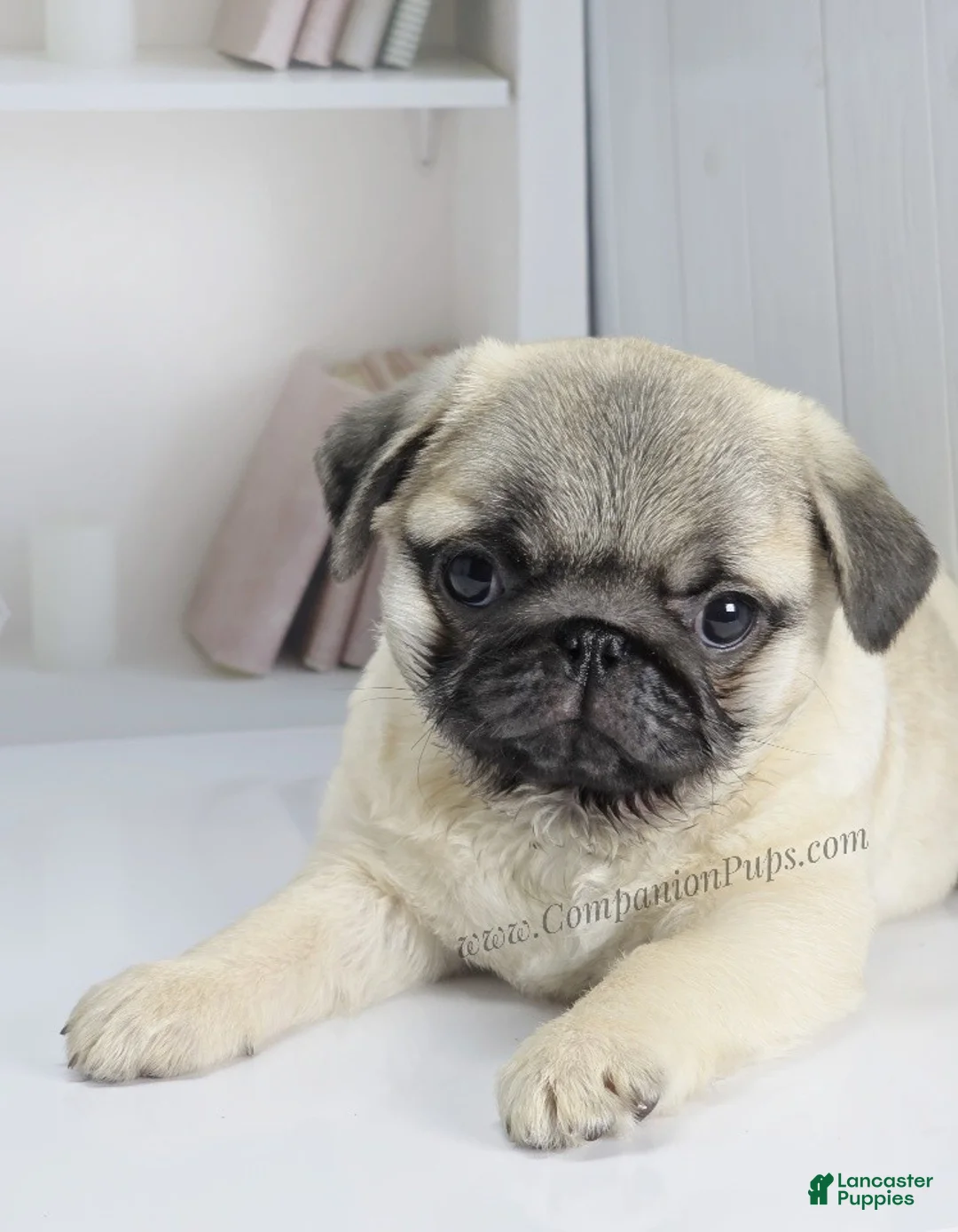 Pug dogs for sale: Rain- Fawn Male Pug Puppy - Ad 11