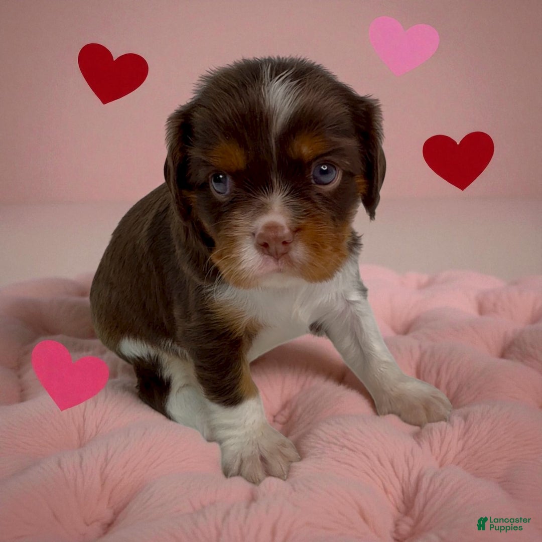 Cavalier King Charles Spaniel dogs for sale: Brownie - Ad 3