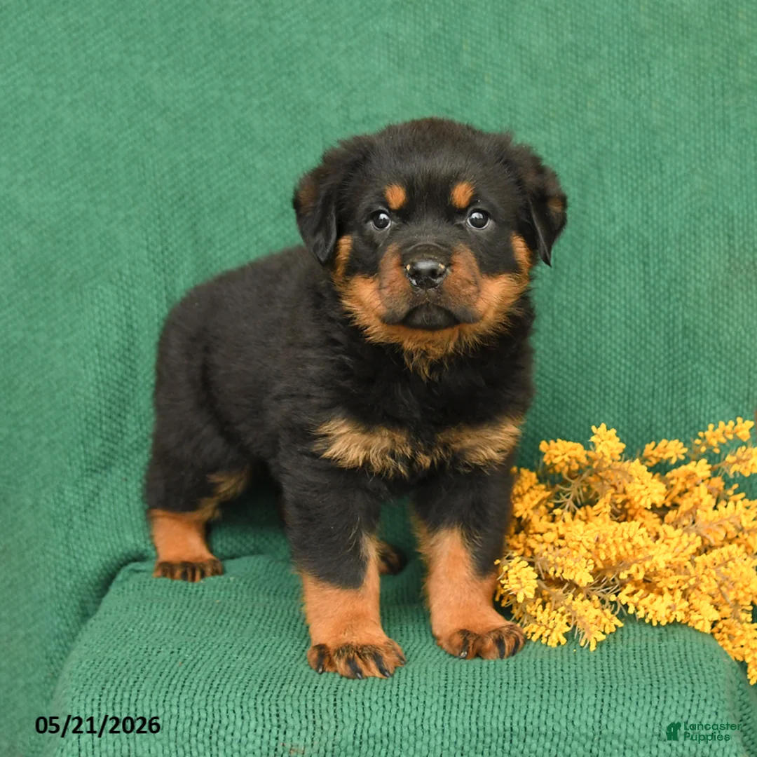 Rottweiler dogs for sale: Jack  - Ad 1