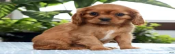 Cavalier King Charles Spaniel dogs for sale: Karl - Ad 5