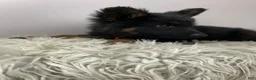 German Shepherd dogs for sale: Fizz - Ad 11