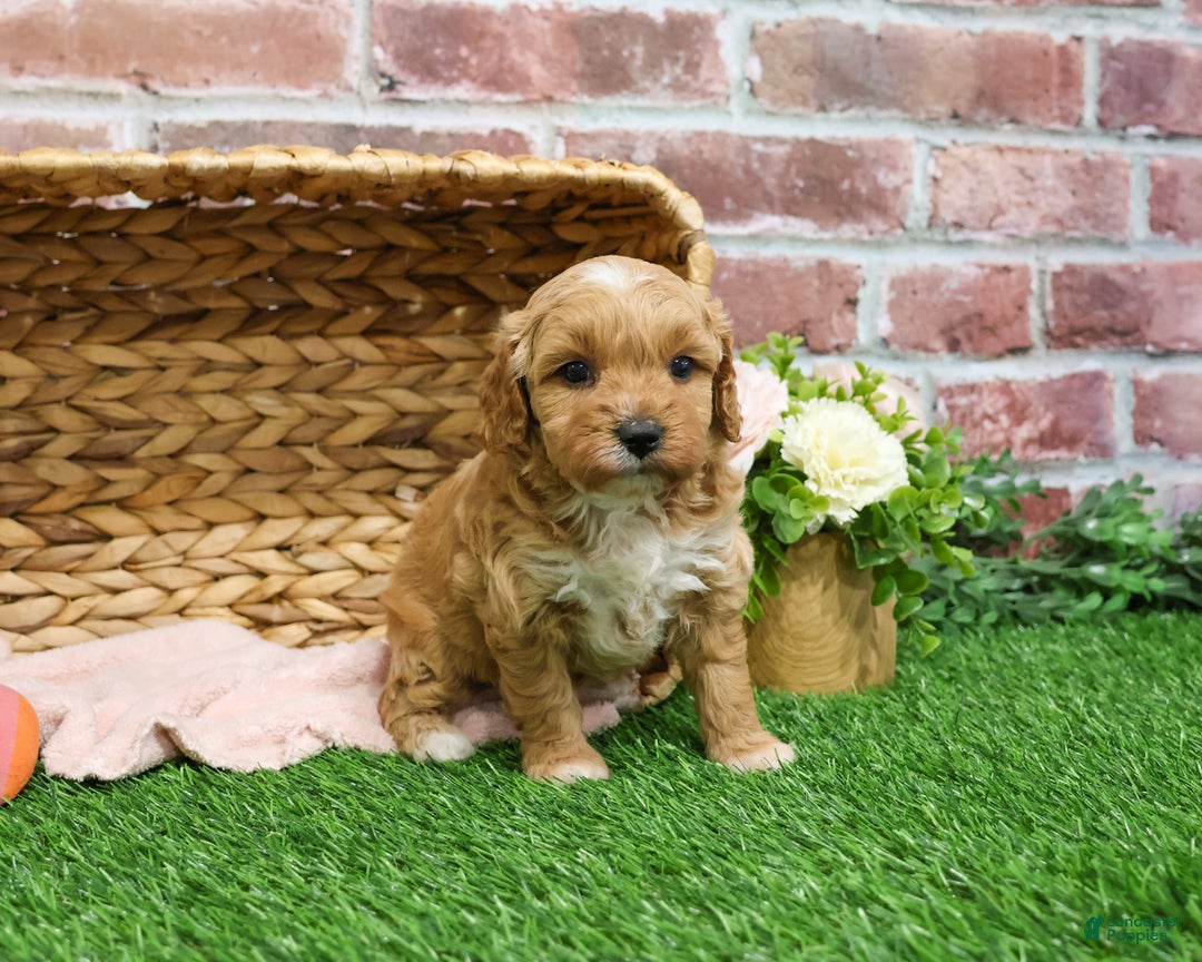 Mini Goldendoodle dogs for sale: Fettuccine  - Ad 3