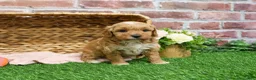 Mini Goldendoodle dogs for sale: Fettuccine  - Ad 14