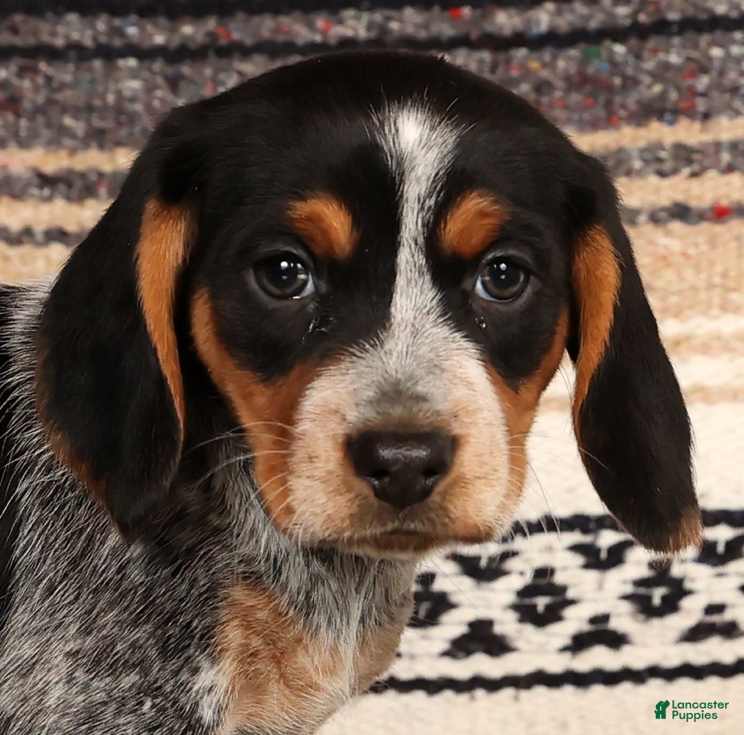 Beagle dogs for sale: Miracle - Ad 5