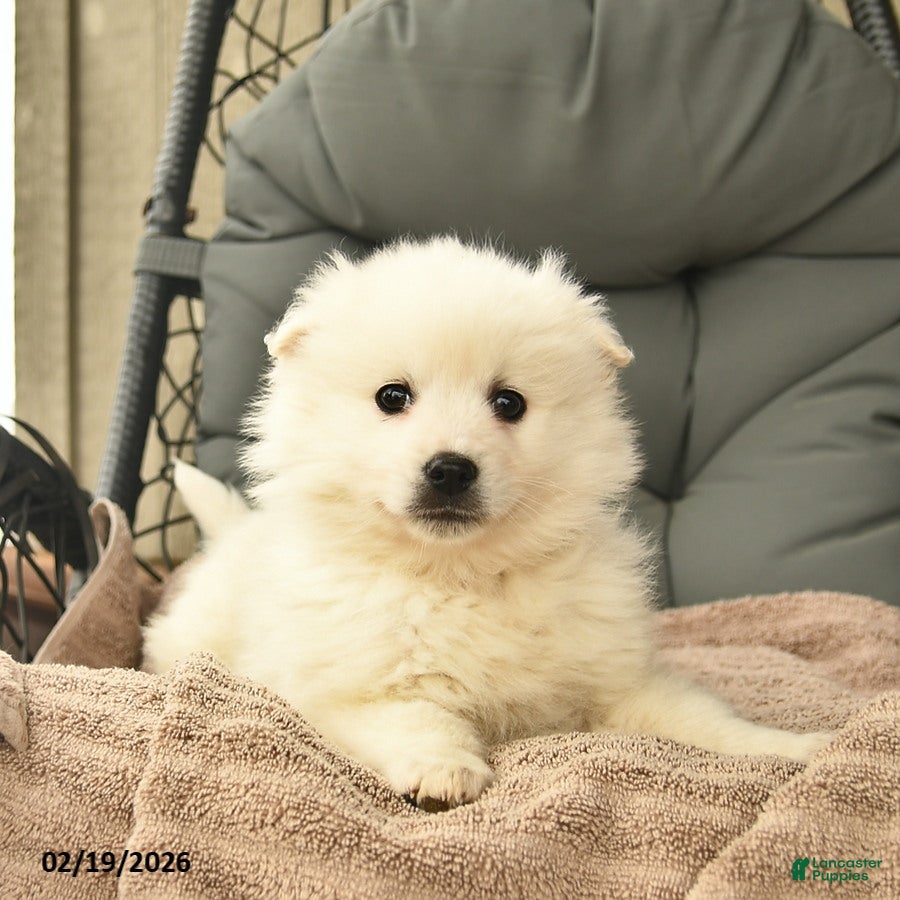 American Eskimo dogs Mattew  - Ad 2