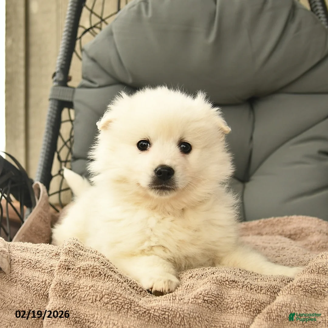 American Eskimo dogs for sale: Mattew  - Ad 2