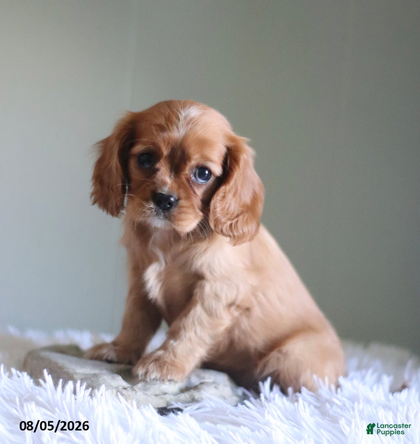 Cavalier King Charles Spaniel dogs Heidi - Ad 2