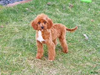 Cavapoo dogs Beau - Ad 29