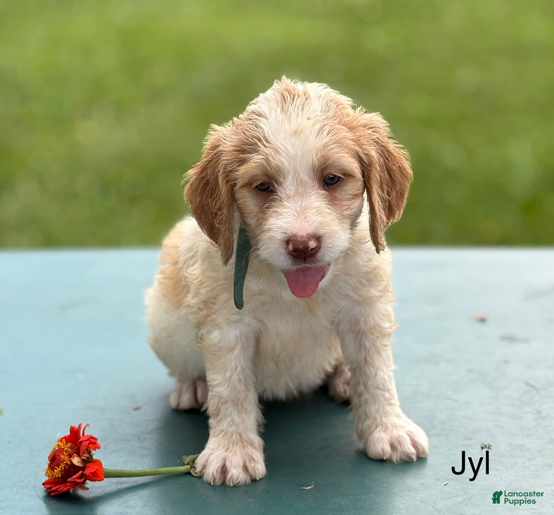 Cocker Spaniel Mix Brittany Spaniel Puppies For Sale Near Me
