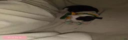 Boston Terrier dogs for sale: Dint Boston Terrier 5 - Ad 3