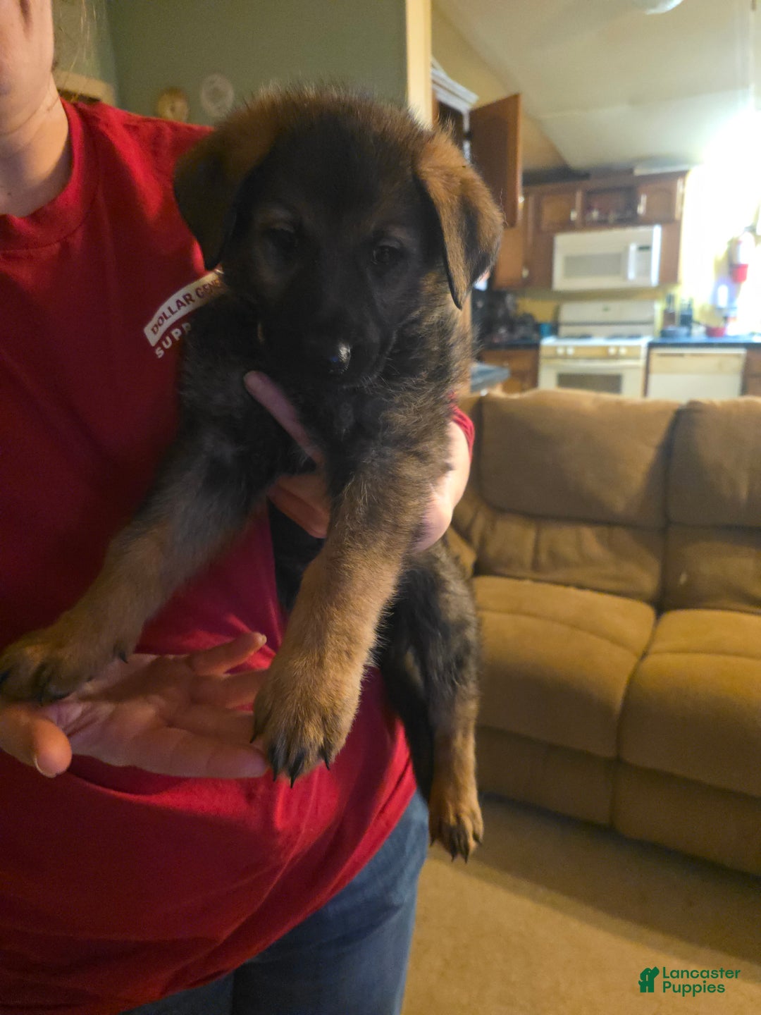 German Shepherd dogs for sale: German Shepherd Puppy 3 - Ad 7