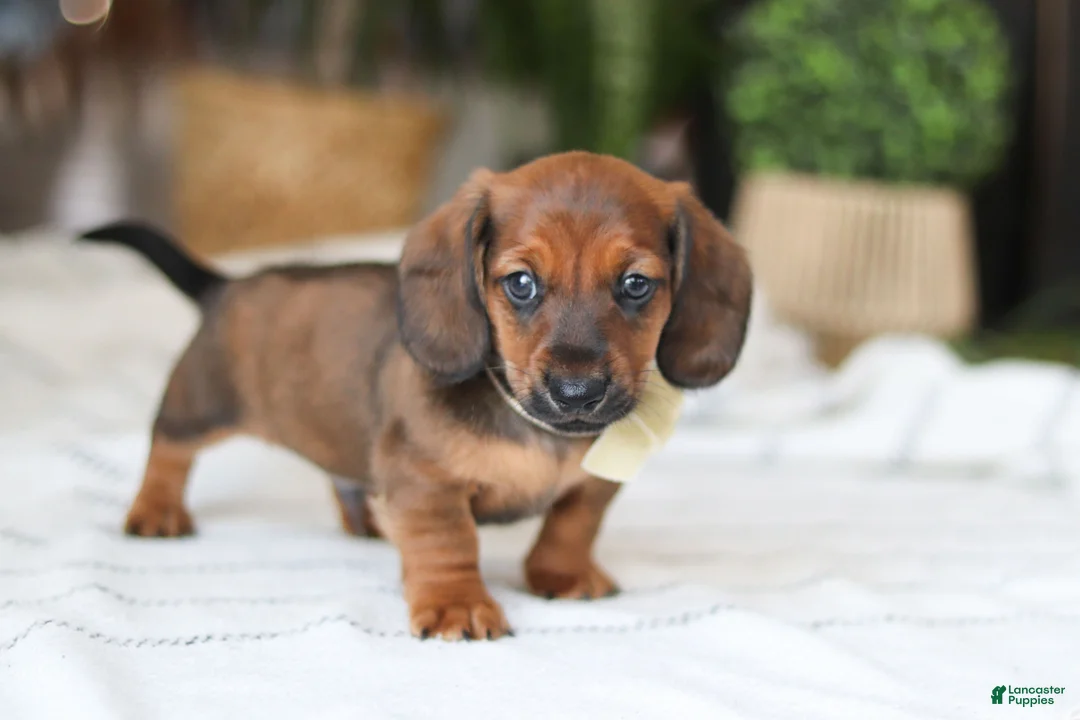 Miniature Dachshund dogs for sale: Pepperoni - Ad 5