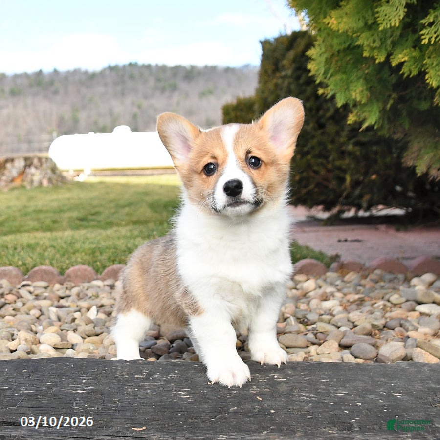Welsh Corgi Pembroke dogs Lemon - Ad 1