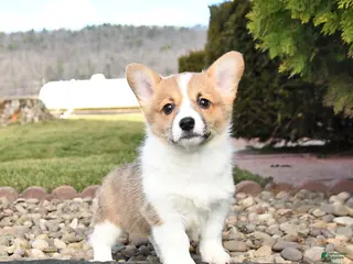 Welsh Corgi Pembroke dogs for sale: Lemon - Ad 4