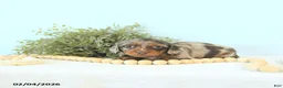 Miniature Dachshund dogs for sale: Ivy - Ad 1