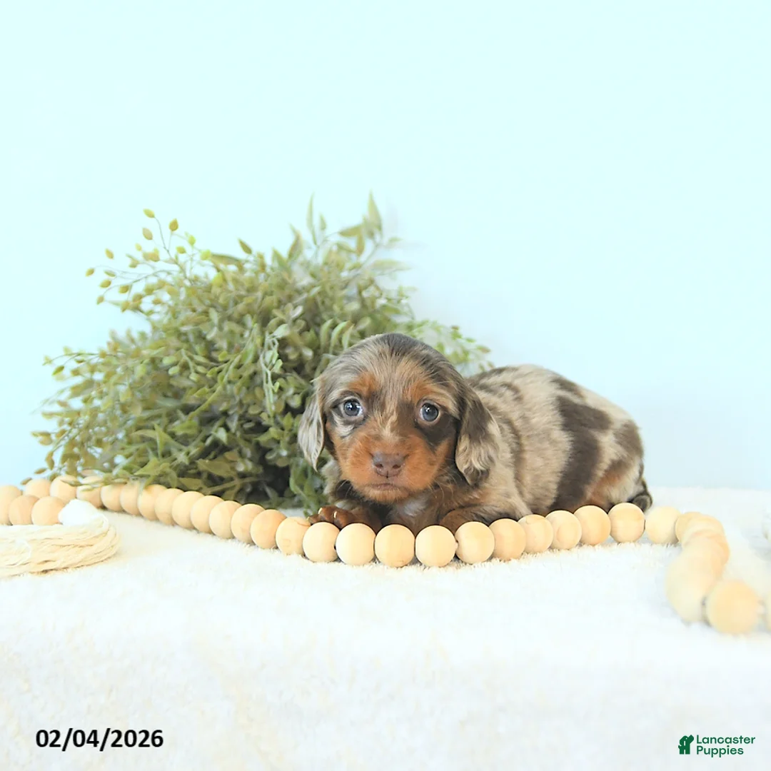 Miniature Dachshund dogs for sale: Ivy - Ad 1