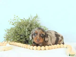 Miniature Dachshund dogs Ivy - Ad 26