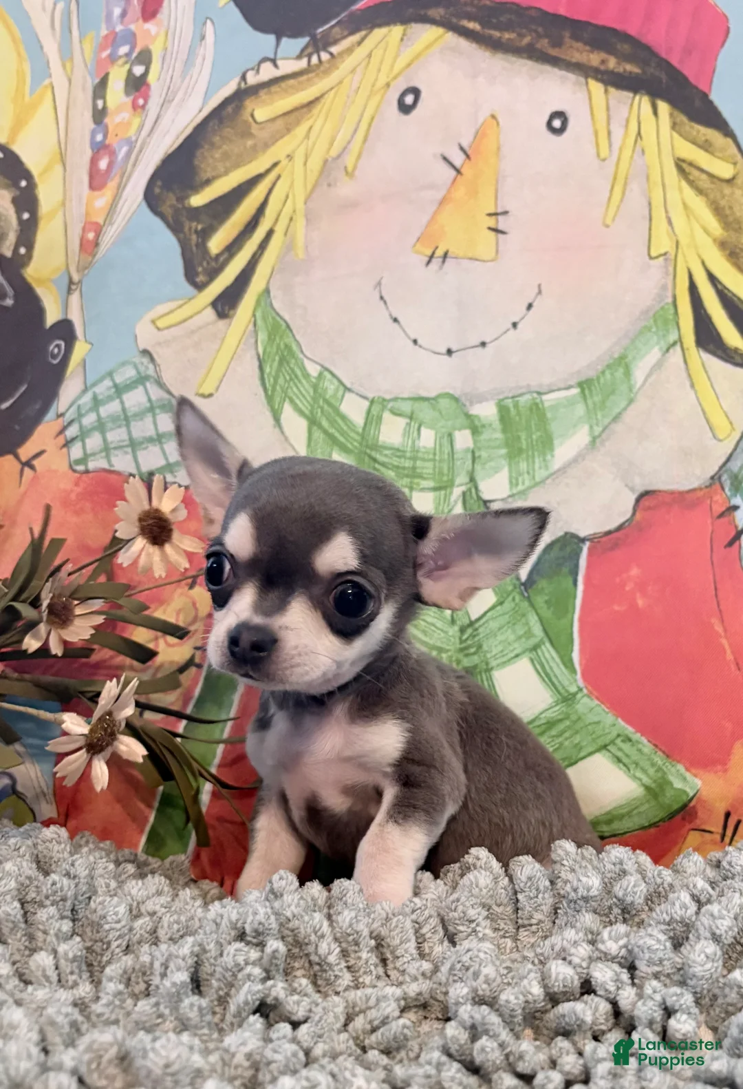 Chihuahua dogs for sale: Tiny Tim  - Ad 2