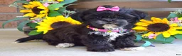 Shih Tzu dogs for sale: Riley - Ad 1