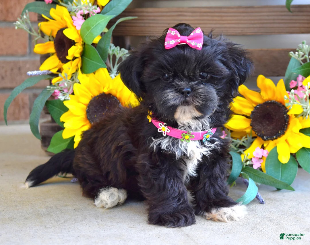 Shih Tzu dogs for sale: Riley - Ad 1