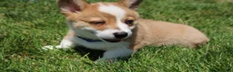 Welsh Corgi Pembroke dogs for sale: Ace - Ad 12