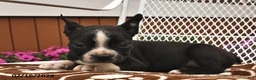Boston Terrier dogs for sale: Daisy  - Ad 4