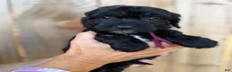 Mixed Breed dogs for sale: Mixed Breed 8 - Ad 2