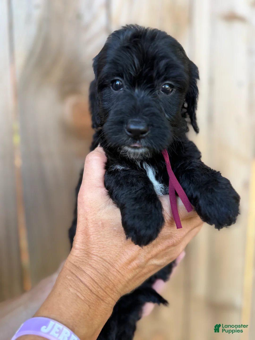 Mixed Breed dogs for sale: Mixed Breed 8 - Ad 2