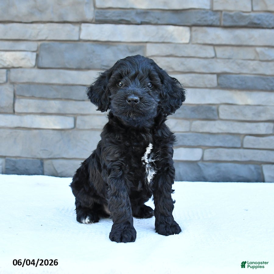 Cockapoo dogs Maverick - Ad 2