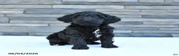 Cockapoo dogs for sale: Maverick - Ad 2
