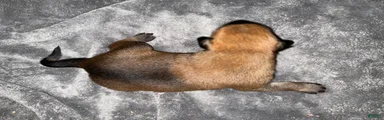 Kango