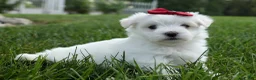 Maltese dogs for sale: MURPHY - Ad 7