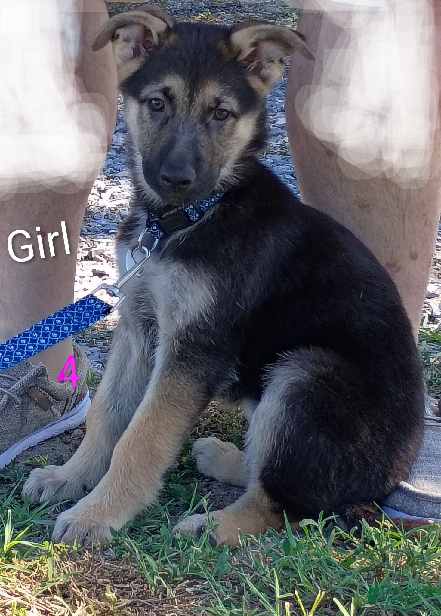 German Shepherd dogs German Shepherd 7 - Ad 33
