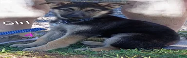 German Shepherd 7