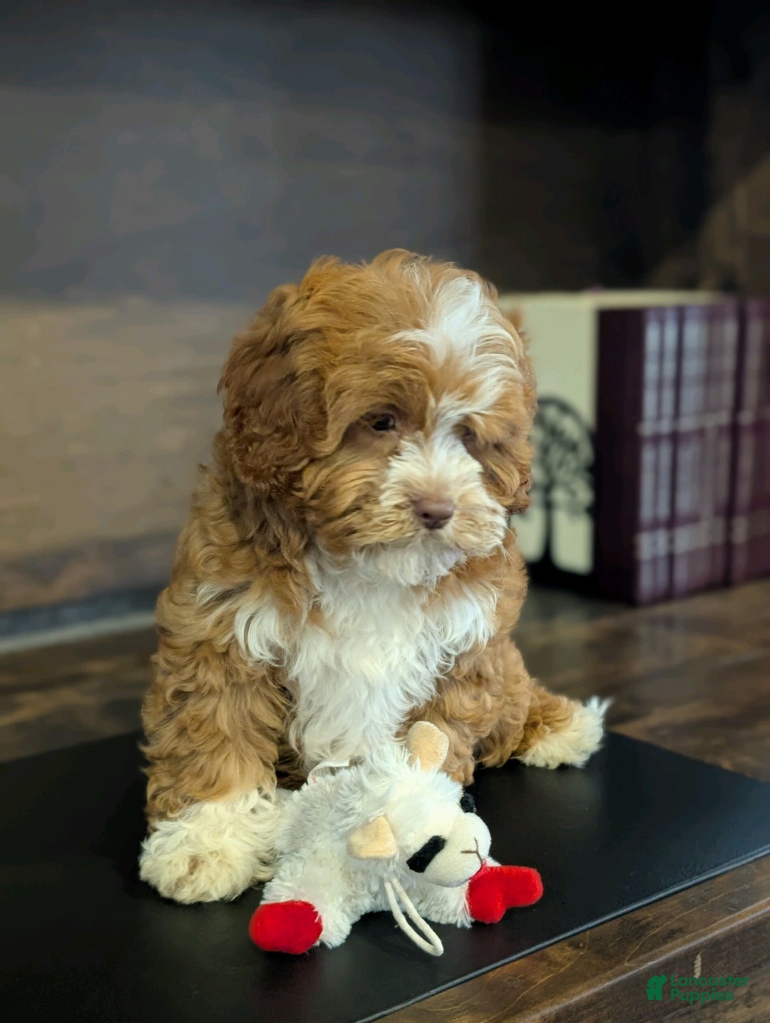 Cavapoo dogs for sale: Sally Sue - Ad 5