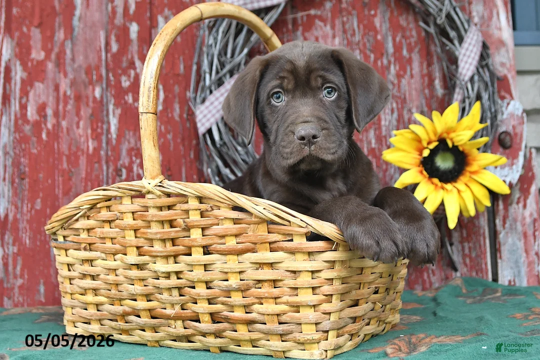 Labrador Retriever dogs for sale: Duke - Ad 1