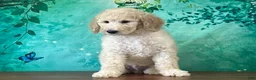Goldendoodle dogs for sale: Duke - Ad 3