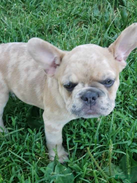 French Bulldog dogs Sunny - Ad 1