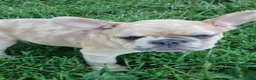 French Bulldog dogs for sale: Sunny - Ad 1