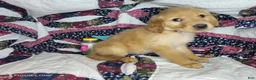 Golden Retriever dogs for sale: Bruce, male Golden Retriever Puppy - Ad 1
