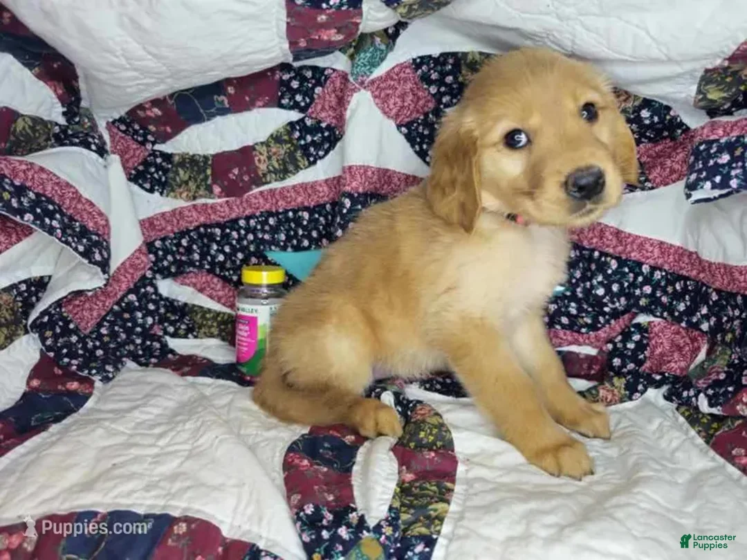 Golden Retriever dogs for sale: Bruce, male Golden Retriever Puppy - Ad 1
