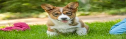 Welsh Corgi Pembroke dogs for sale: Giselle - Ad 7