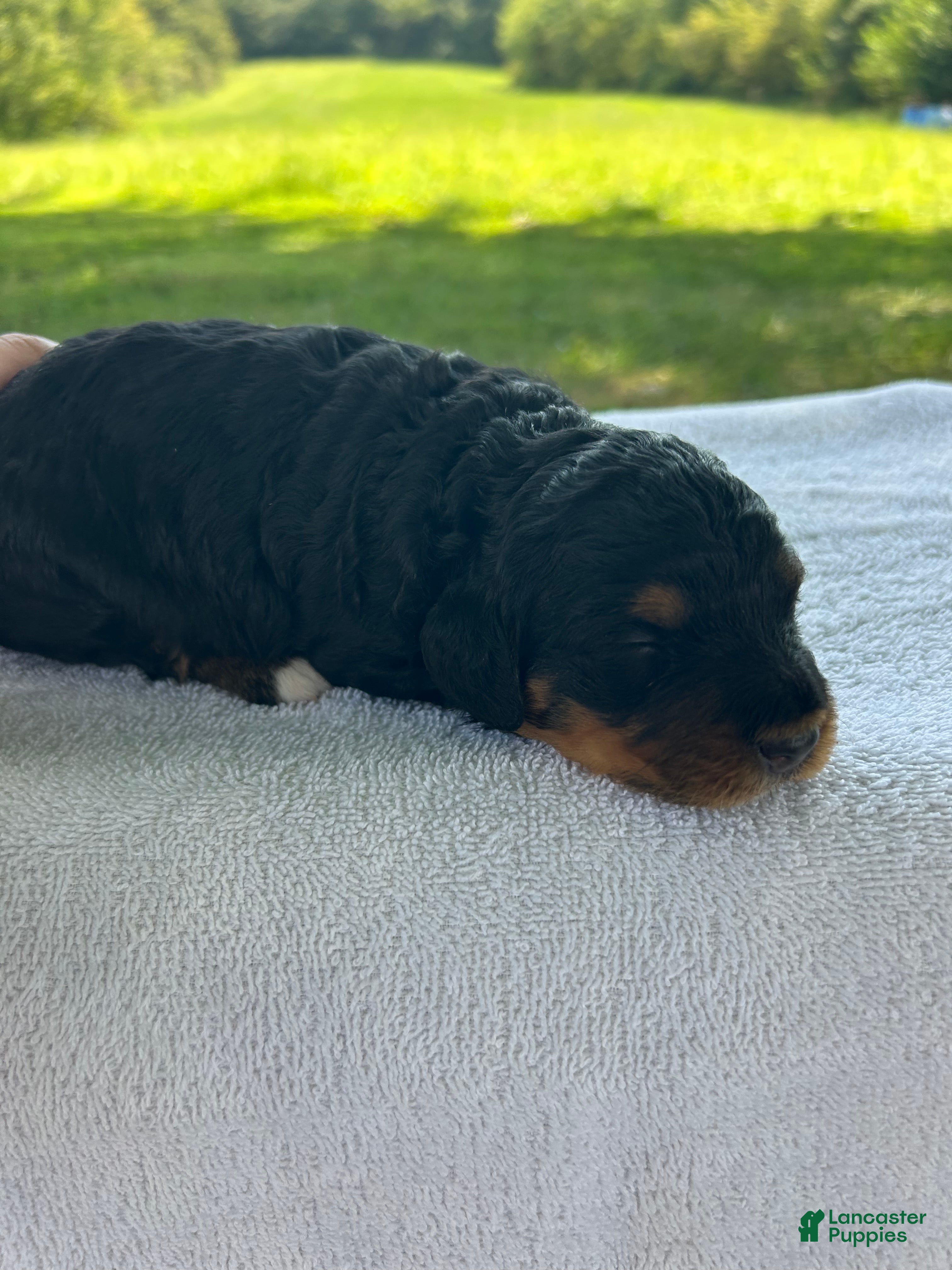 Mini Bernedoodle dogs Peaches - Ad 31