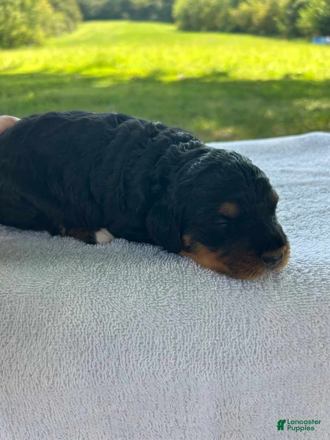 Mini Bernedoodle dogs for sale: Peaches - Ad 1