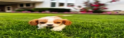 Cavalier King Charles Spaniel dogs for sale: Liam Cavalier King Charles Spaniel Puppy  - Ad 12