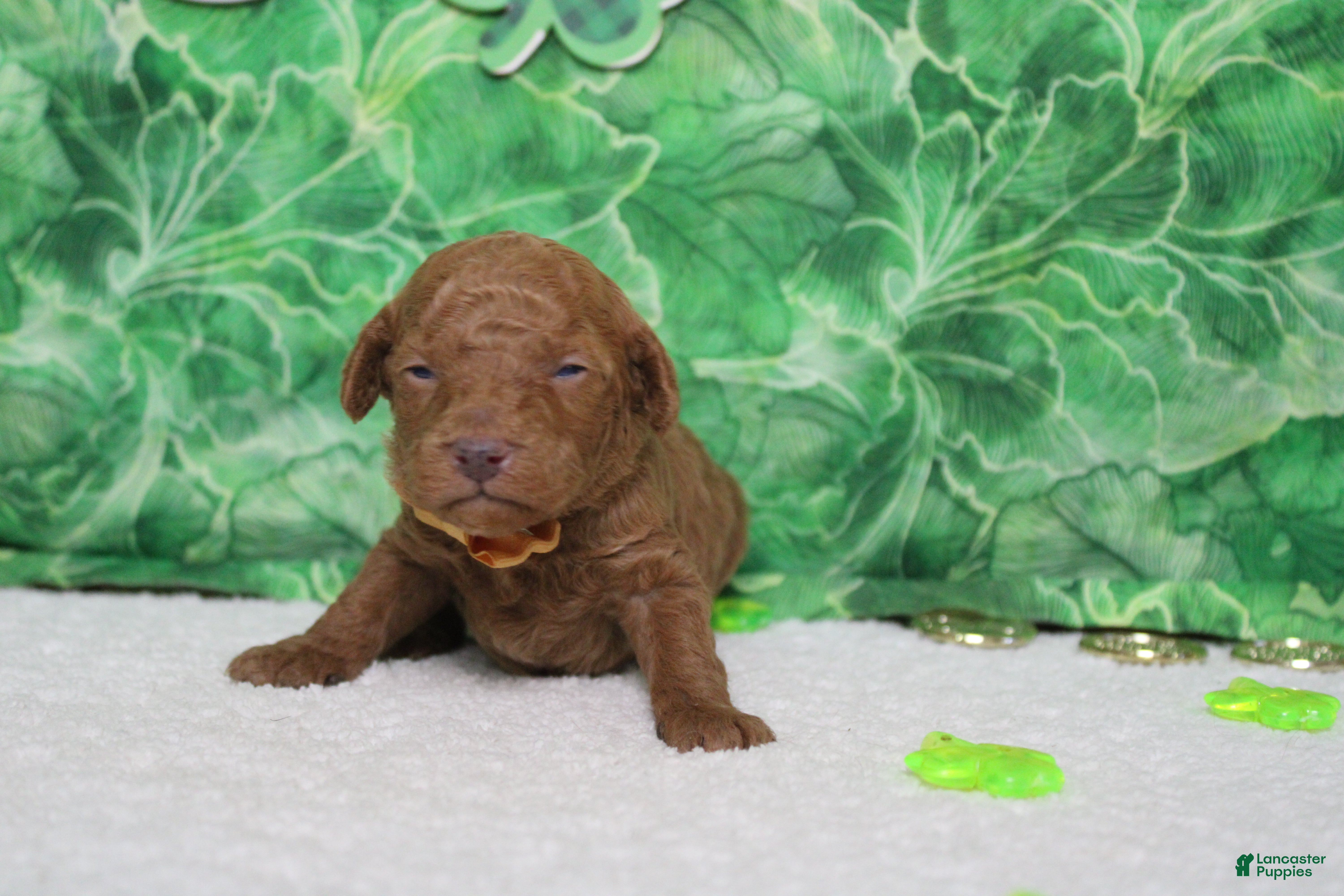 Miniature Poodle dogs Stephen  - Ad 38