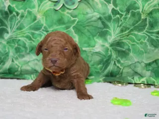 Miniature Poodle dogs Stephen - Ad 38