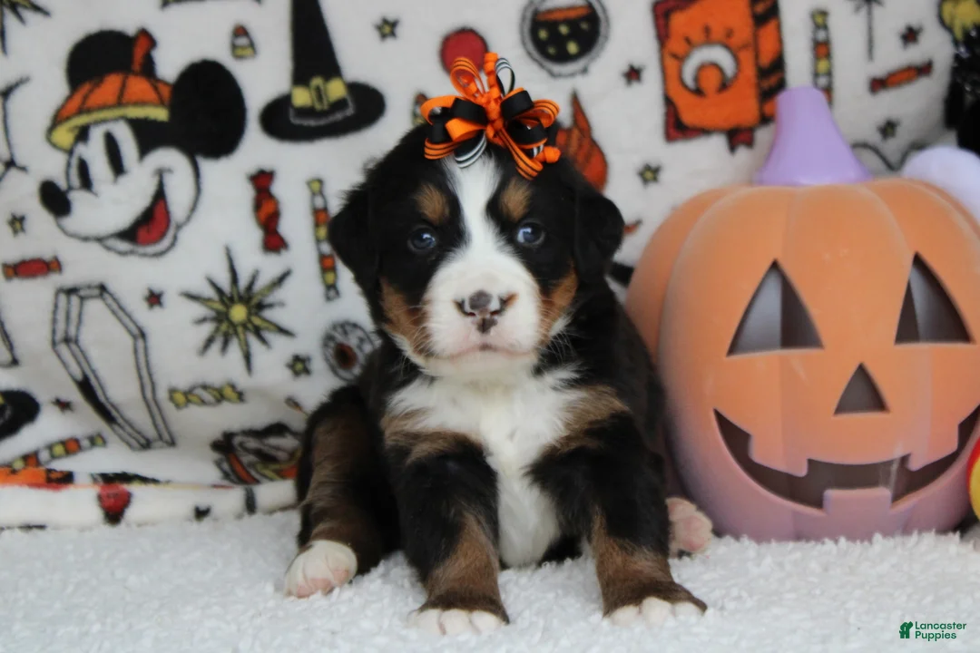 Bernese Mountain Dog dogs for sale: Lacy  - Ad 1