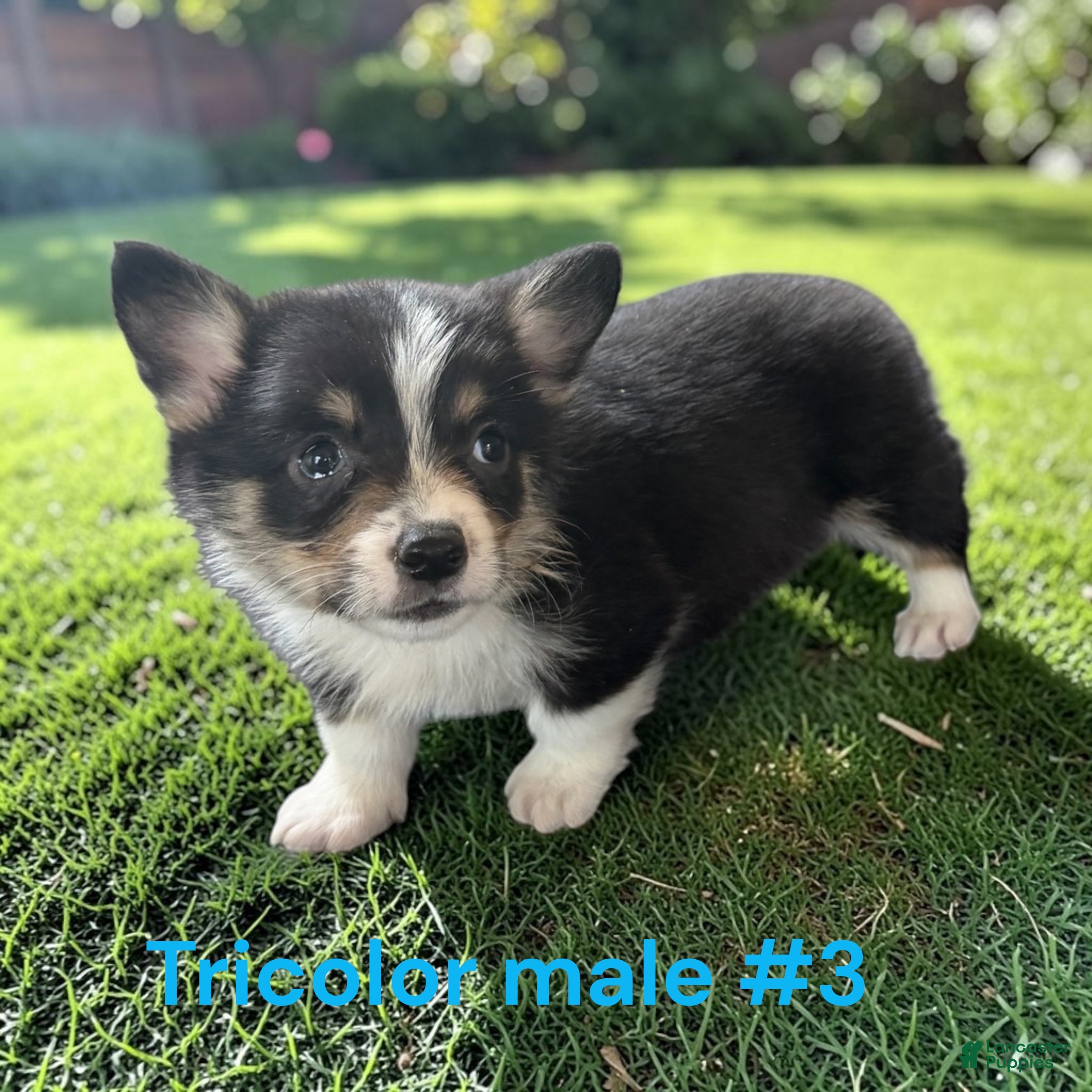 Welsh Corgi Pembroke dogs for sale: Welsh Corgi Pembroke 3 - Ad 1