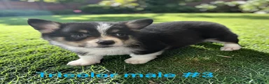 Welsh Corgi Pembroke 3